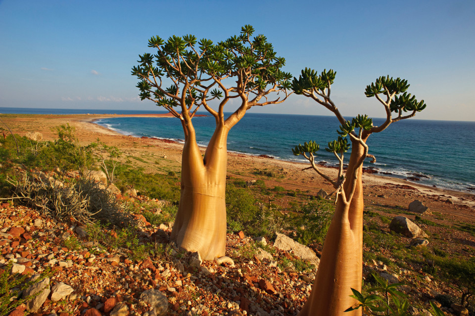 The Magic of Socotra | Moss and Fog